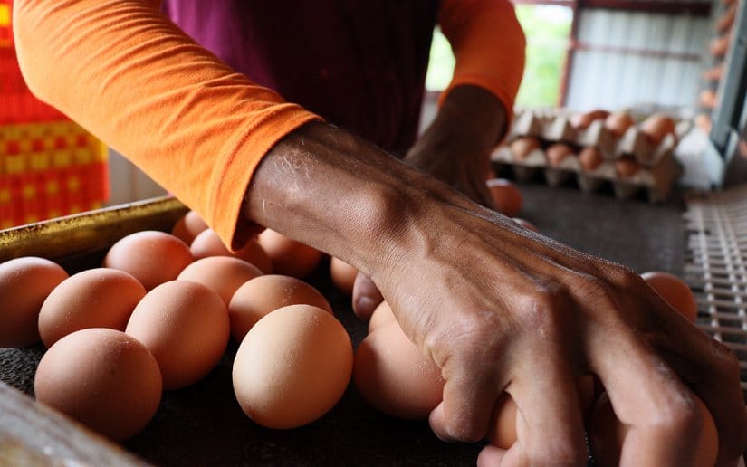 huevos